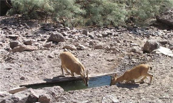 خشکسالی و پرسه وحوش در نزدیکی سکونتگاه‌های خراسان شمالی