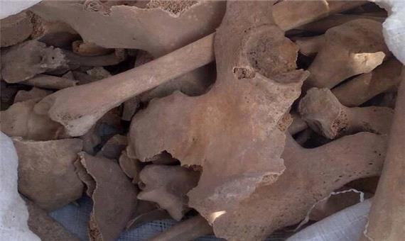 بقایای اسکلت 2 انسان در محوطه تاریخی بخش کدکن کشف شد
