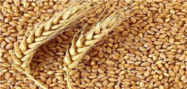 افزون بر 6.5 تن گندم در سبزوار خریداری شد