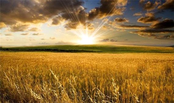 خرید تضمینی گندم در خراسان جنوبی 3.5 برابر افزایش یافت