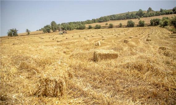 خریداری 400 تن گندم مازاد بر نیاز کشاورزان سرایانی