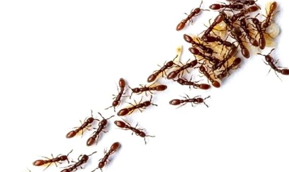 جامعه مورچه ها شبیه به شبکه عصبی مغز است