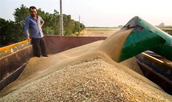 ‍ خرید تضمینی بیش از 17هزارتن گندم از کشاورزان اسفراین