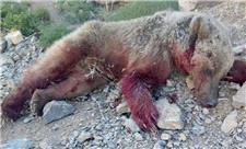 یک قلاده خرس قهوه‌ای در تصادف جاده‌ای خراسان شمالی تلف شد