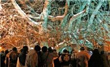 راز درخت خونبار زرآباد الموت در روز عاشورا