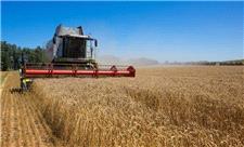 تولید 6 هزار تن گندم در شهرستان عجب‌شیر