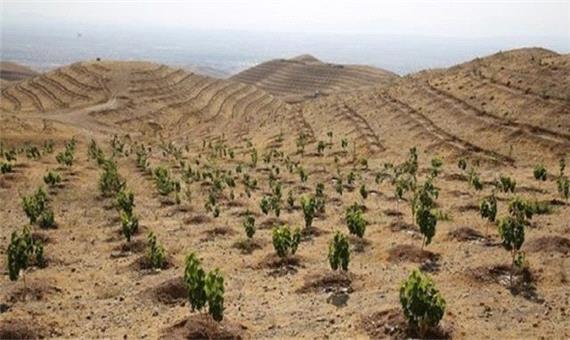 بهشتی دردل کویر/بزرگترین پارک جنگلی دست کاشت شرق کشور در خراسان جنوبی احیا می‌شود