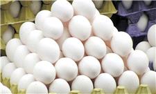 تولیدکنندگان تخم مرغ در خراسان رضوی نیازمند حمایت بیشتر دولت هستند