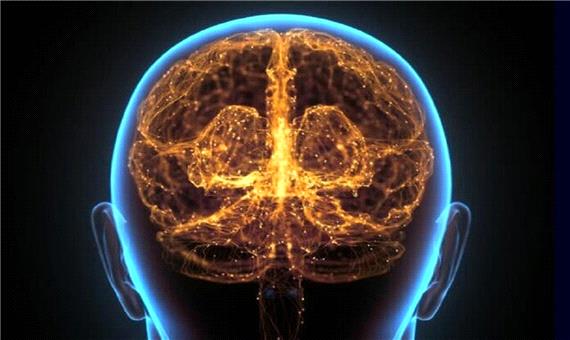 تفاوت مغز انسان مدرن و نئاندرتال ها در چیست؟