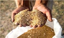 تولید 2700 تن بذر گواهی شده گندم در تایباد
