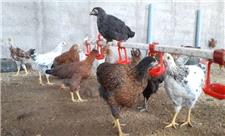 افزایش 11 درصدی جوجه‌ریزی در مرغداری‌های خراسان‌شمالی