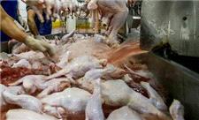 کمبود واحدهای کشتارگاهی و بسته‌بندی، چالش‌های اصلی تولید مرغ