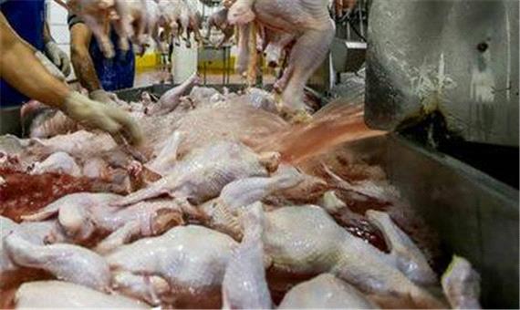 کمبود واحدهای کشتارگاهی و بسته‌بندی، چالش‌های اصلی تولید مرغ