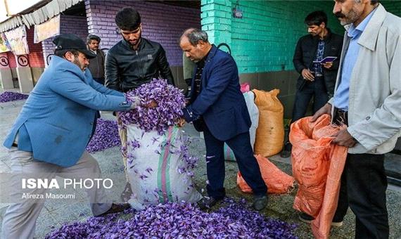 راه‌اندازی بازارچه خرید گل زعفران در فاروج