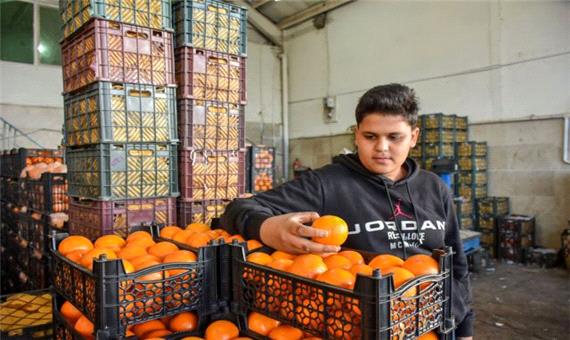گرانی و افت کیفیت محصولات میادین میوه و تره بار صدای دو عضو شورای شهر تهران را درآورد