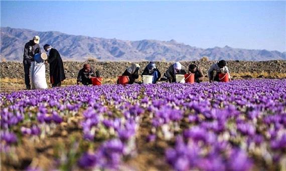 تولید زعفران در خراسان شمالی، بالاتر از میانگین کشوری