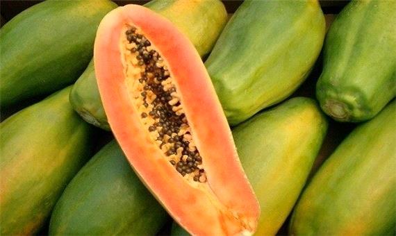 پاپایا؛ میوه‌ جدید گلخانه‌های خراسان جنوبی با پایه صادراتی