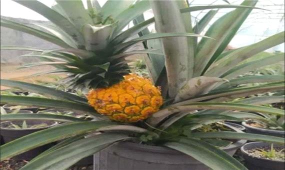 گیاه آناناس برای نخستین بار در استان مرکزی کشت شد