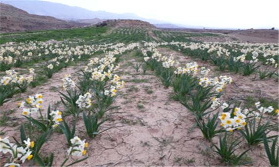 سرمایه‌گذاران فرآوری گل نرگس در خراسان جنوبی حمایت می‌شوند