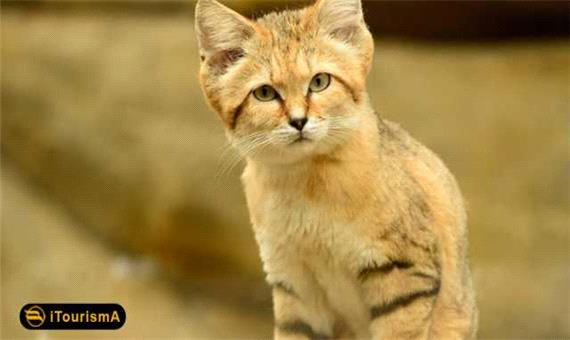 کوچک ترین گربه سان وحشی خراسان جنوبی در آستانه انقراض