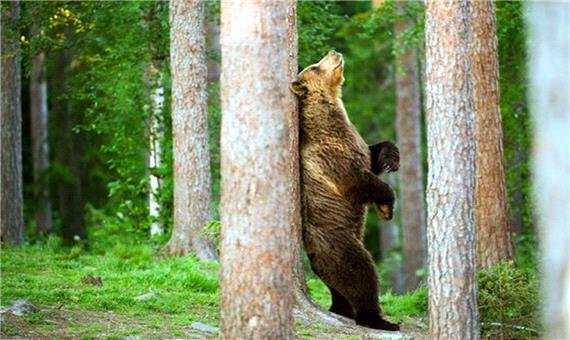 رازگشایی از یک پدیده عجیب: چرا خرس ها خودشان را به درختان می‌مالند؟