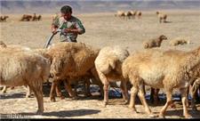 تهدید کاهش دام بر امنیت غذایی خراسان شمالی