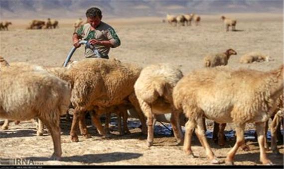 تهدید کاهش دام بر امنیت غذایی خراسان شمالی