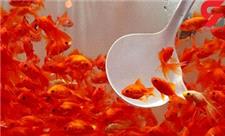 ماهی قرمز شب عید و توصیه‌های بهداشتی برای خرید و نگهداری