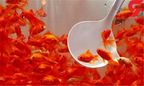 ماهی قرمز شب عید و توصیه‌های بهداشتی برای خرید و نگهداری