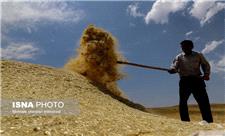 پیش‌بینی خرید 330 هزار تن گندم در خراسان رضوی در سال جاری