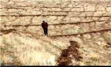 کشاورزان خراسان شمالی 50 هزار هکتار دیمزارهای گندم را رها کردند