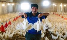 60 درصد مرغ تولیدی در باخَرز خراسان رضوی به سایر شهرستانها صادر می شود