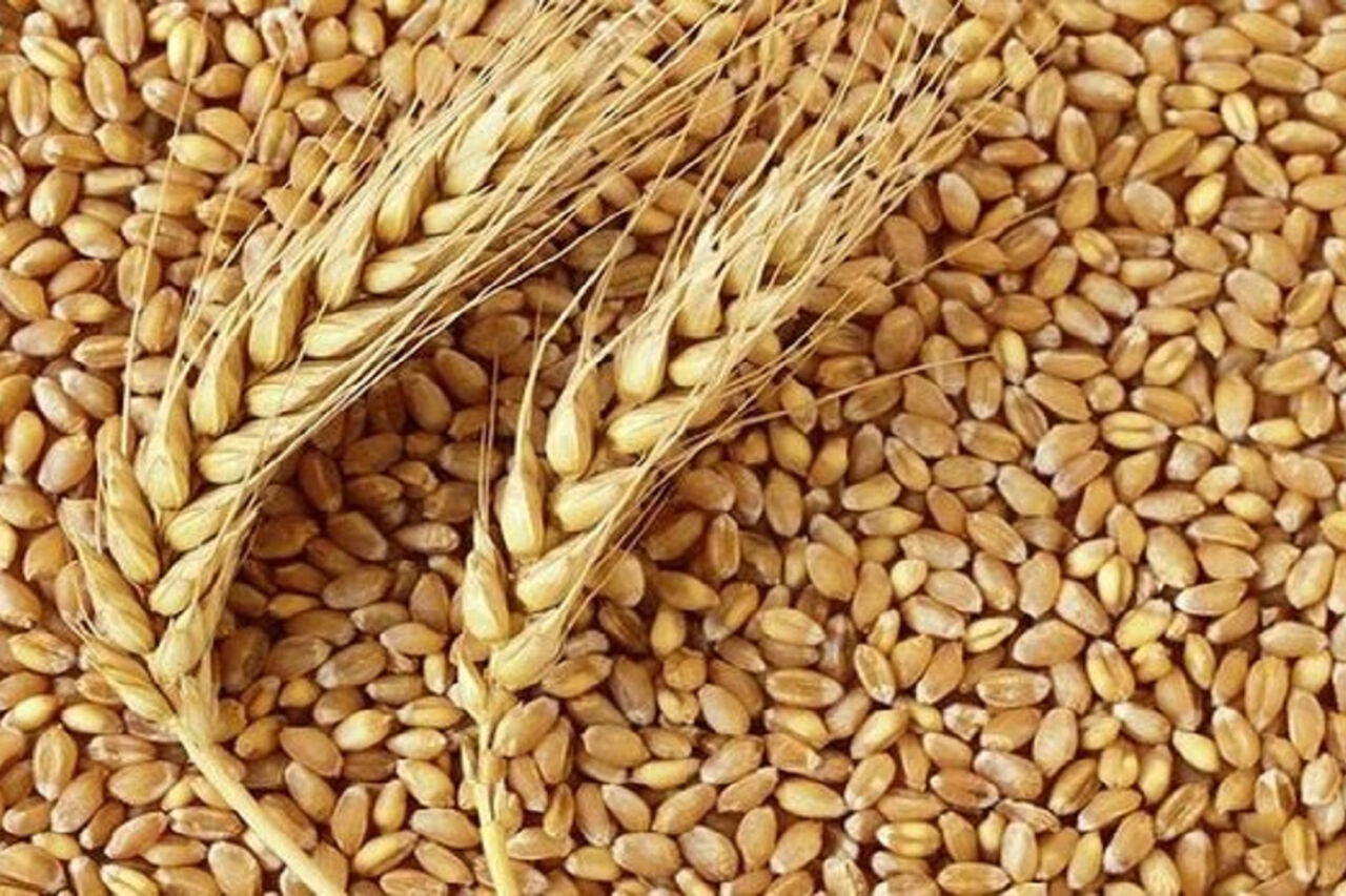 افزون بر 6.5 تن گندم در سبزوار خریداری شد