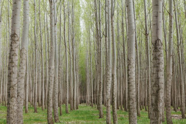 توسعه زراعت چوب زمینه‌ساز جلوگیری از نابودی جنگل