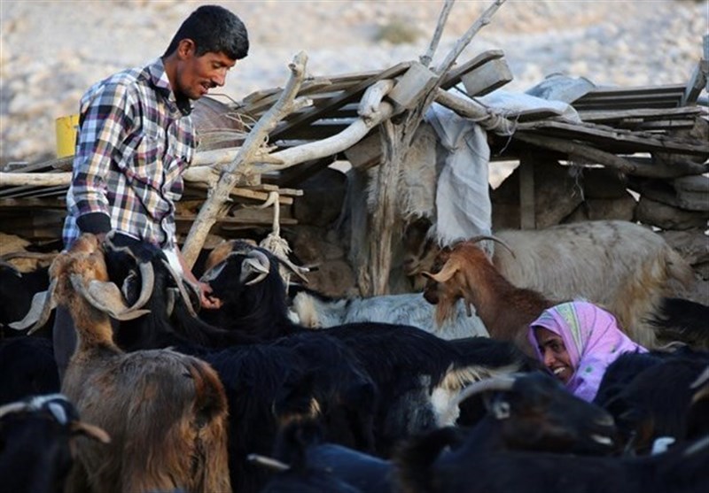 تحقق وعده دولت برای خرید دام مازاد دامداران خراسان شمالی
