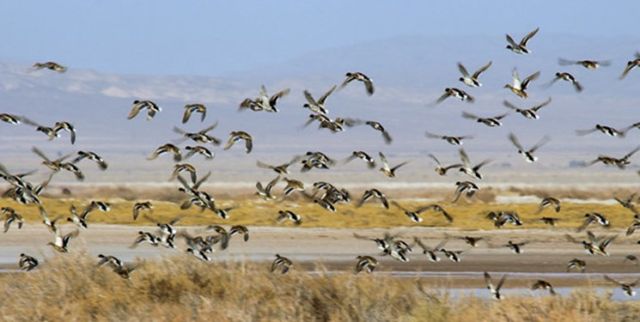 تالاب کجی نهبندان میزبان 2 هزار پرنده مهاجر است