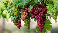 خواص شگفت انگیز یک میوه بهشتی