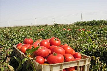 آغاز برداشت گوجه فرنگی در شهرستان سملقان