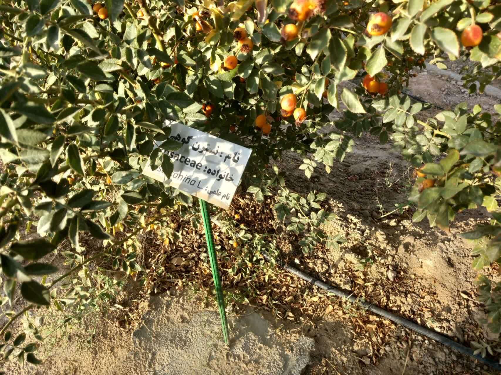 پیام خراسان
