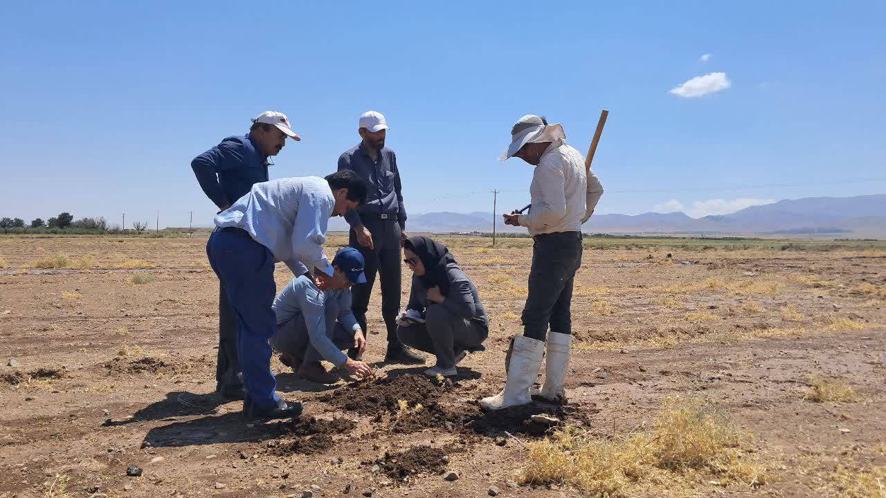پیش بینی کاهش ۵۰ درصدی برداشت زعفران در کدکن