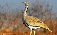 بازگشت سه قطعه پرنده کمیاب هوبره به آغوش طبیعت در شاسکوه