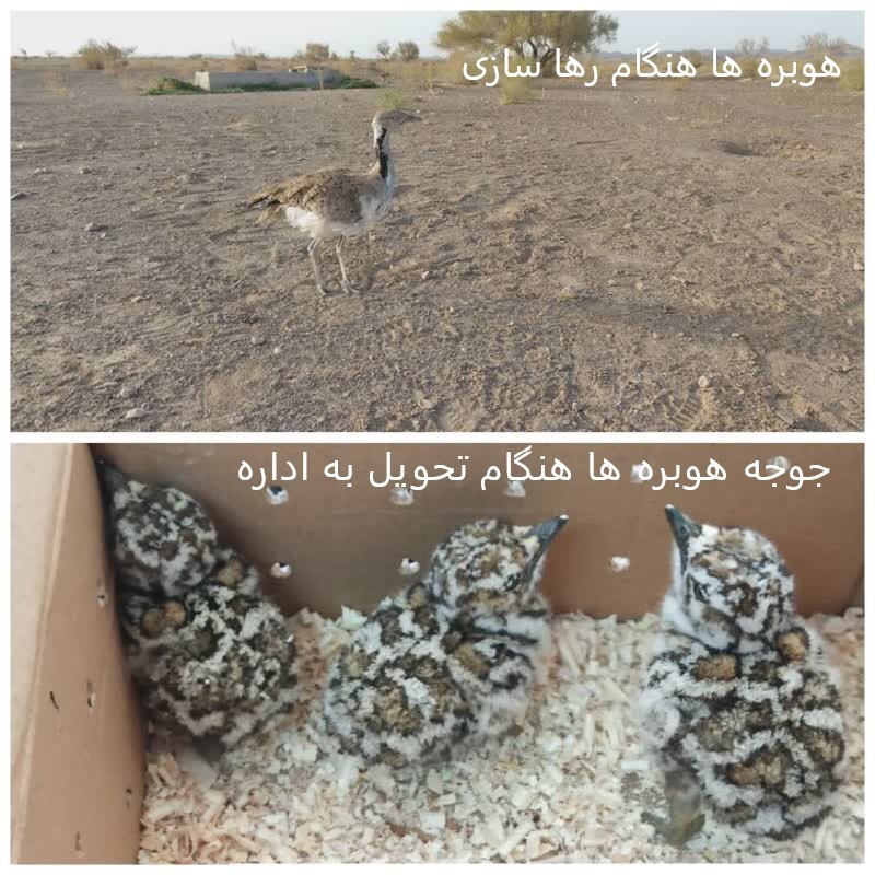 پیام خراسان