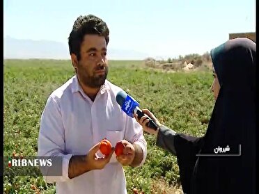 مبارزه بیولوژیک با آفات در ۳۰۰ هکتار مزارع گوجه فرنگی خراسان شمالی