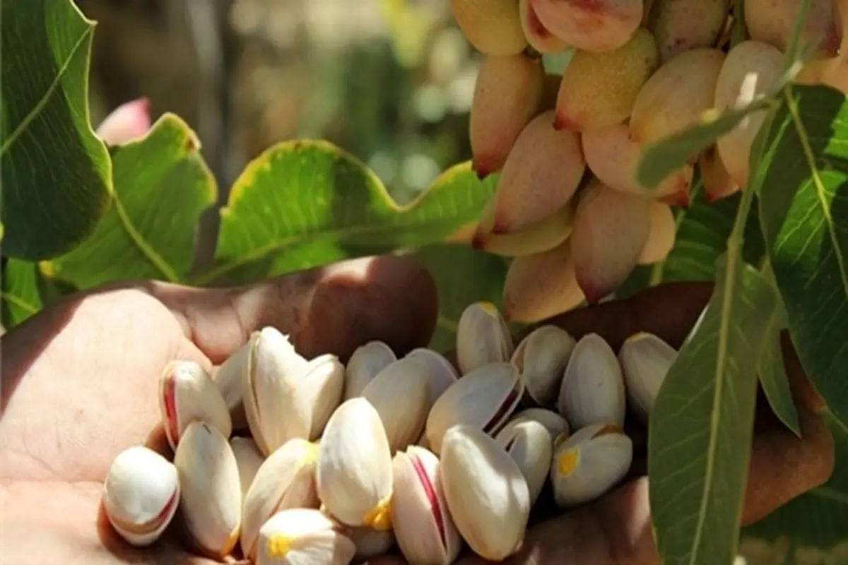 کاهش تولید پسته در خلیل‌آباد و خوشاب