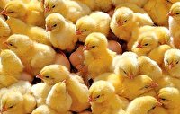 نظارت بهداشتی دامپزشکی بر  پرورش جوجه های  یک روزه گوشتی در خوشاب