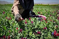 سرمایه‌گذاری برای رونق گیاهان دارویی در خراسان شمالی