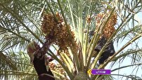 آغاز برداشت خرما از نخلستان‌های نهبندان