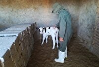 آغاز مرحله نخست واکسیناسیون تب برفکی در دام‌های خراسان جنوبی