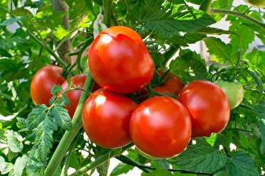 مبارزه بیولوژیک با افات گوجه فرنگی در فاروج