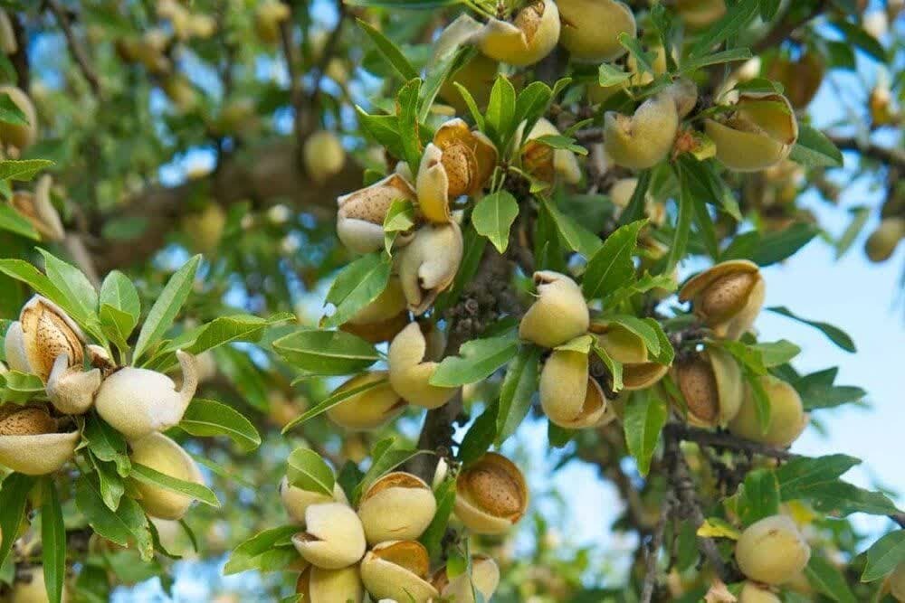 پیام خراسان